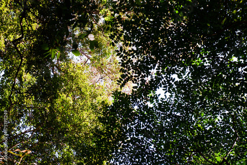 Sunlight shines through the trees and leaves in the forest, perfect for a natural, eye-pleasing background.