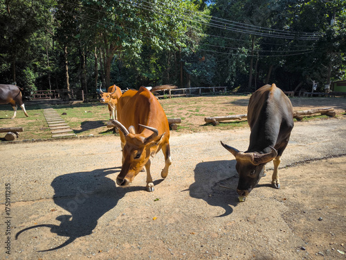 Two cows, a female and a male, are resting in a sunny field.