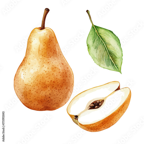 Pear Whole And Cut, watercolor drawing vector, isolated on a white background.