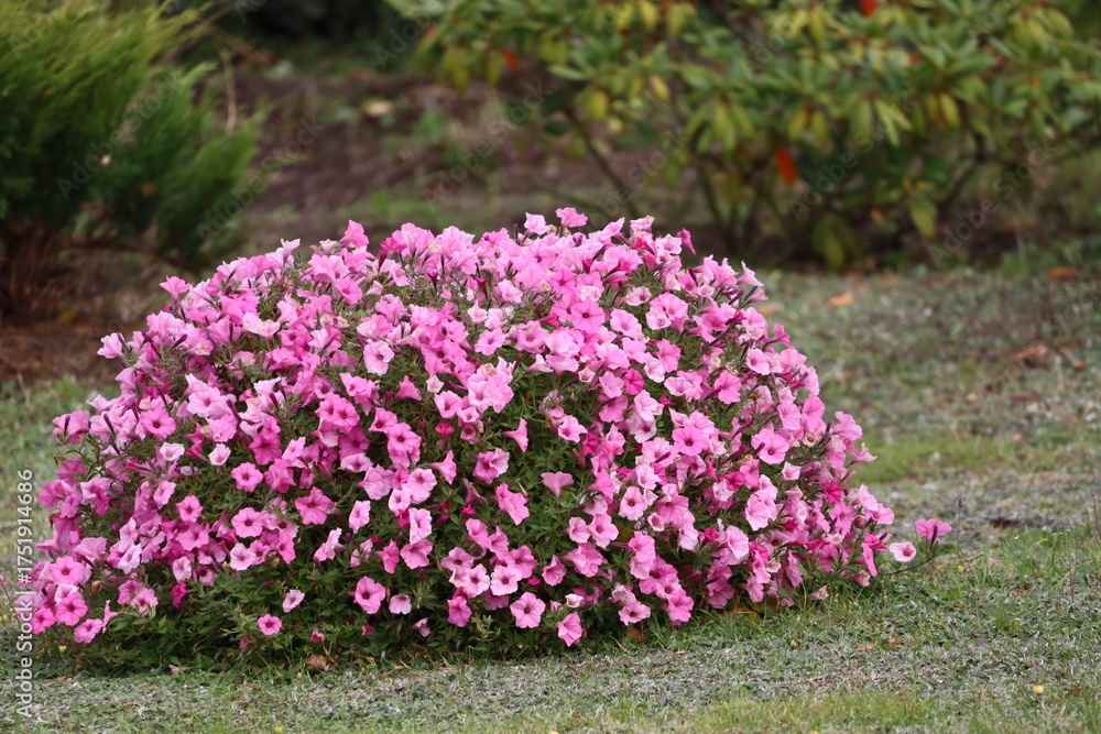 Obraz premium Bright pink flowers bush in garden