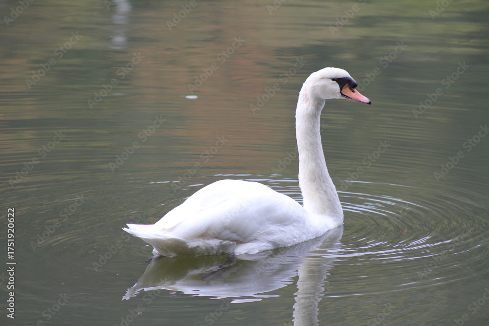 Fototapeta premium Anmut