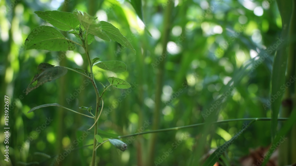 Fototapeta premium Wild herb among corn seedlings — fresh green plant in sunlit field