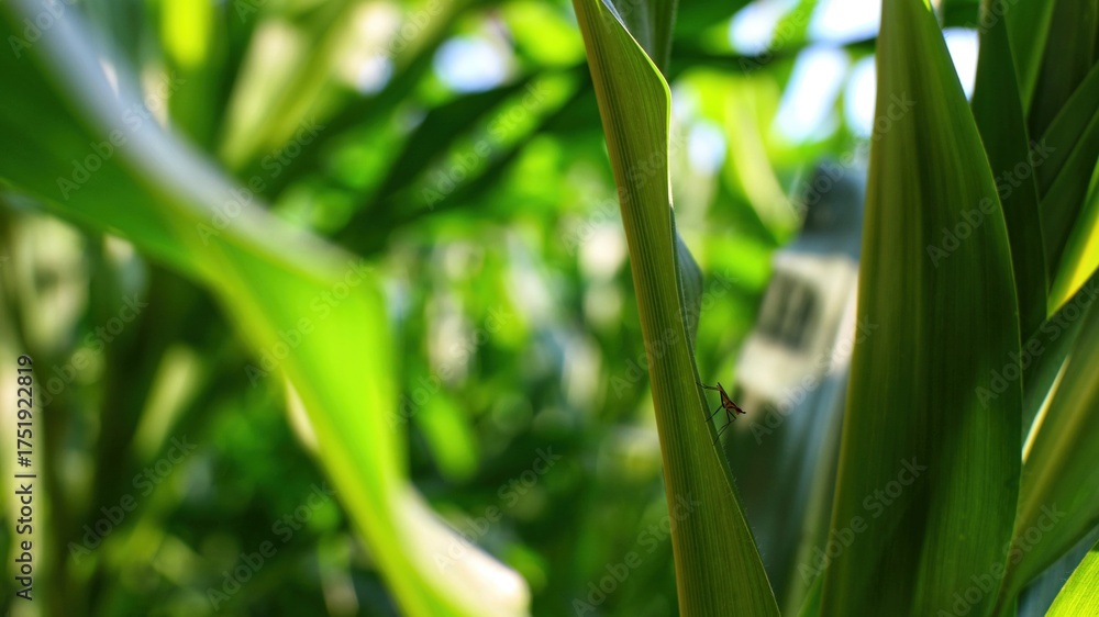 Obraz premium Tiny insect on corn leaf — macro agriculture pest monitoring in natural light