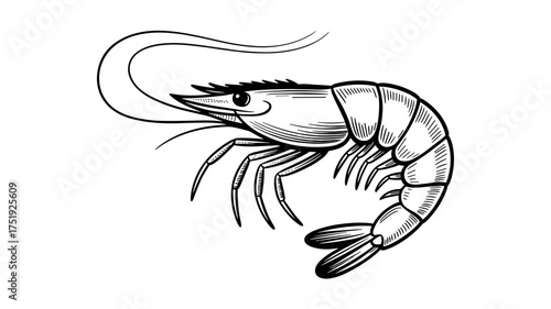 Detailed black and white drawing of a shrimp with segmented body and long antennae, ideal for seafood design, marine themes, and logos.