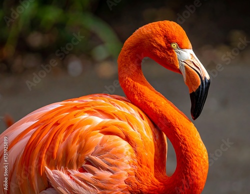 Vibrant orange flamingo, neck curved, detailed feathers, dark background