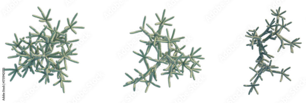 Naklejka premium Cylindropuntia spinosior tree plan, top view, cutout, transparent background, isolate, Abstract spiky plant forms isolated, creating a modern, minimalist aesthetic.