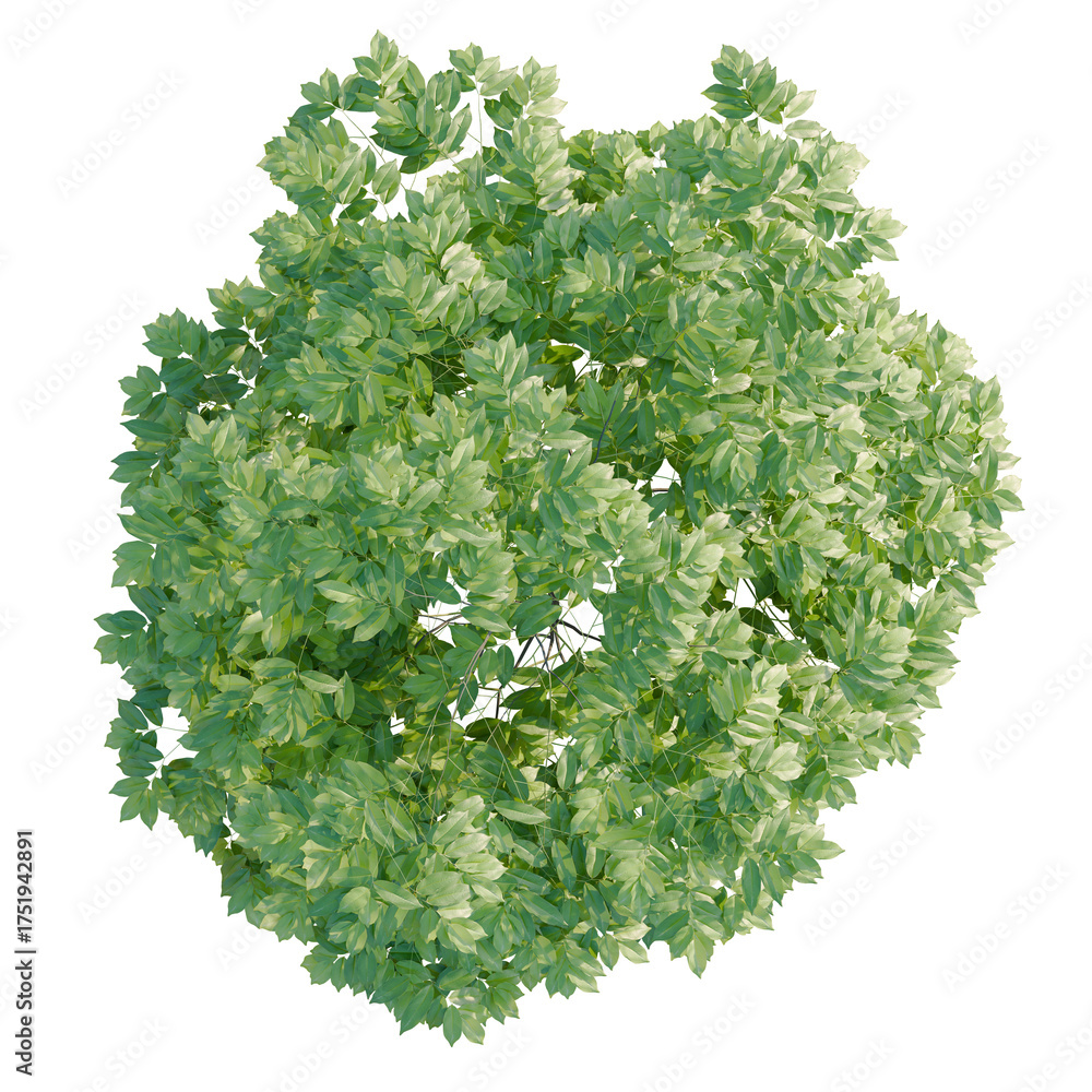 Obraz premium Artabotrys odoratissimus tree plan, top view, cutout, transparent background, isolate, Lush green tree canopy viewed from above, perfect for architectural renders