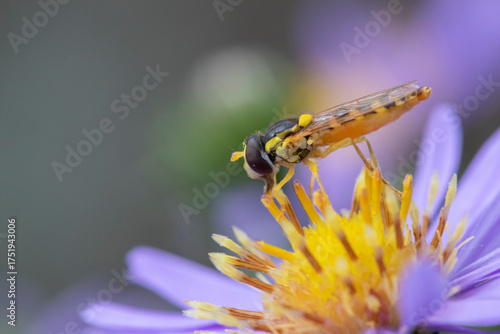 Close-up image of a Meadow Brown Butterfly (Maniola jurtina) on Aster x frikartii 'Monch'
