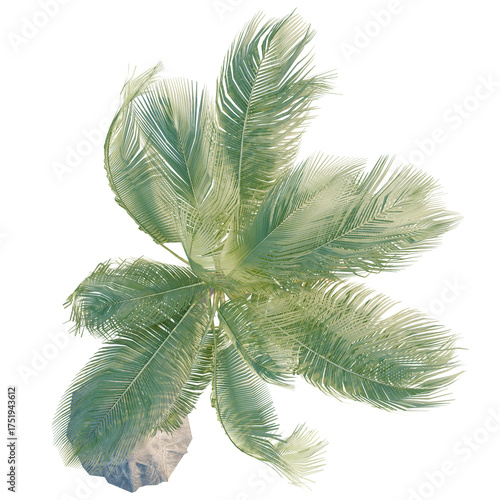 Cocos nucifer tree plan, top view, cutout, transparent background, isolate, Lush palm tree top view casting shadows, a tropical paradise design