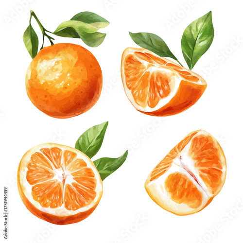Tangerine Whole And Cut, watercolor illustration vector, isolated on a white background.