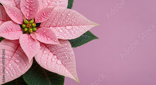 Fototapeta Naklejka Na Ścianę i Meble -  Pink poinsettia flower with water droplets close up photo