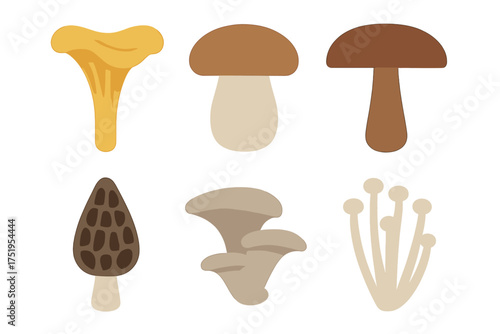 Set of edible mushrooms including chanterelle porcini morel and enoki varieties