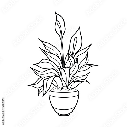 Minimal black and white line drawing of potted peace lily plant with pointed leaves and spathes for botanical and decorative designs