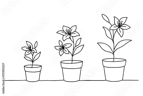 plant in a pot,
Line Drawing of Lily Plant Growth,
Three Potted Lilies Illustrating Natural Progression