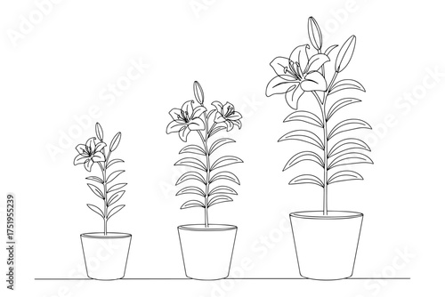 Line Drawing of Lily Plant Growth,
vector illustration of a plant,
Three Potted Lilies Illustrating Natural Progression and Development
