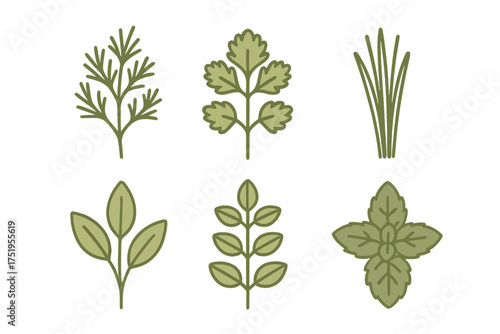 Collection of six fresh green culinary herbs and spices for cooking and seasoning