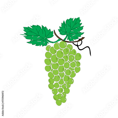 Lush Green Grapes on a Vine