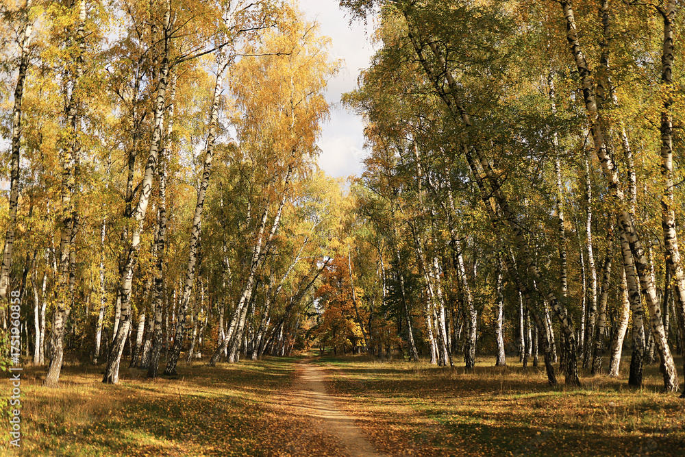 Fototapeta premium Autumn birch grove, yellow leaves, green leaves, fall forest, scenic landscape.