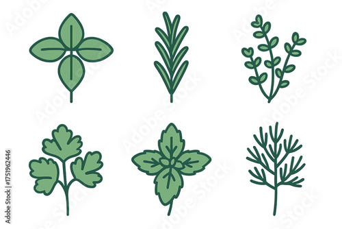 Six fresh green culinary herbs and spices set including basil rosemary and mint