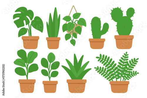 Diverse set of popular indoor houseplants including succulents and tropical foliage in terracotta pots