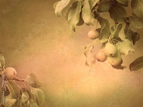 Pear fruits on branches background with copy space in red and yellow tones, vintage style