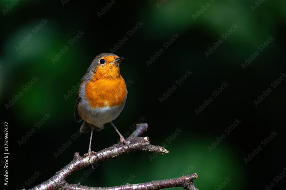Fototapeta premium European Robin (Erithacus rubecula) searching for food in the forest of the Netherlands. 