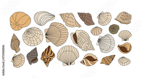 A diverse collection of seashells and beach treasures found during a coastal exploration.