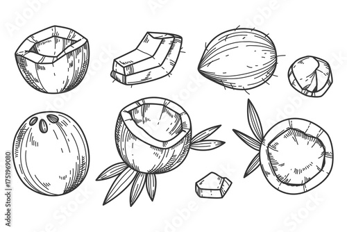 Hand drawn coconut illustration