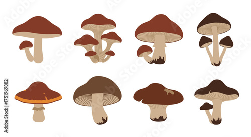 A collection of assorted brown and red mushrooms on a white background.