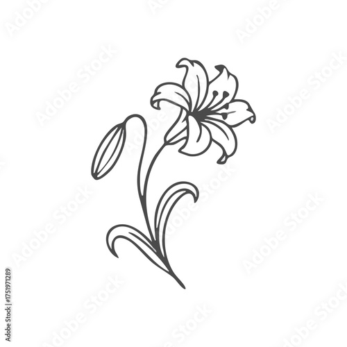 (Graceful Lily Bloom Illustration. A delicate monochrome drawing of a blooming lily with an unopened bud and foliage. This artistic rendition embodies pure beauty, renewal, and peaceful serenity.)