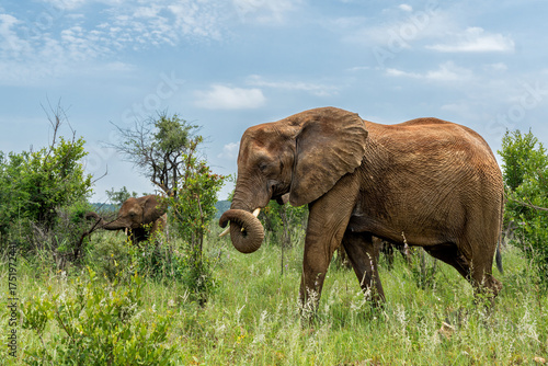 Elephant walking in Madikwe Game Reserve in the North Province of South Africa
