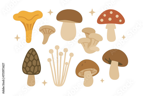 Set of edible and wild forest mushrooms including chanterelle morel and bolete