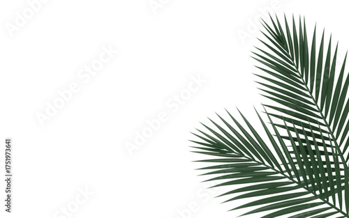Tropical vibe with lush palm fronds, perfect for summer designs and exotic themes, adding a touch of nature's beauty to your projects with verdant leaves