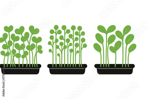 Set of three different types of fresh green microgreens growing in black rectangular trays