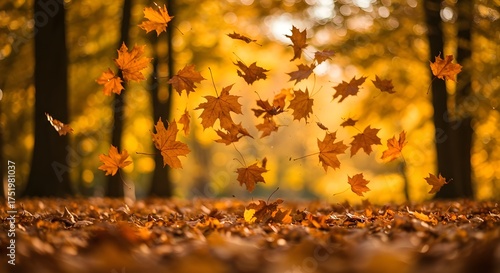 Camino otoñal visto desde el aire