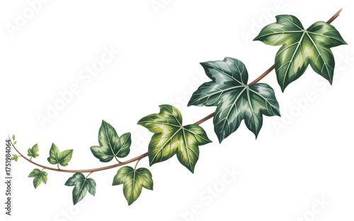 Elegant botanical ivy branch with vibrant green leaves perfect for stylish design and artistic projects