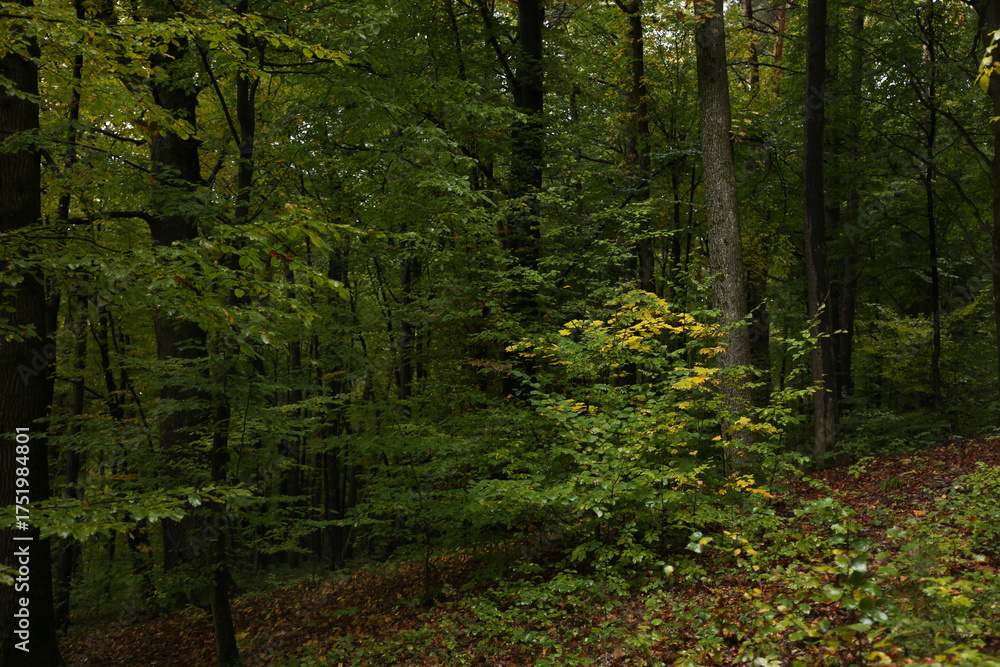 Obraz premium dense forest in rainy weather mushrooms 
