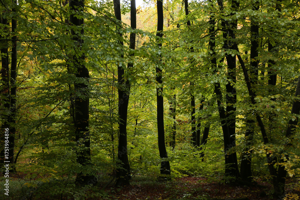 Fototapeta premium dense forest in rainy weather mushrooms 