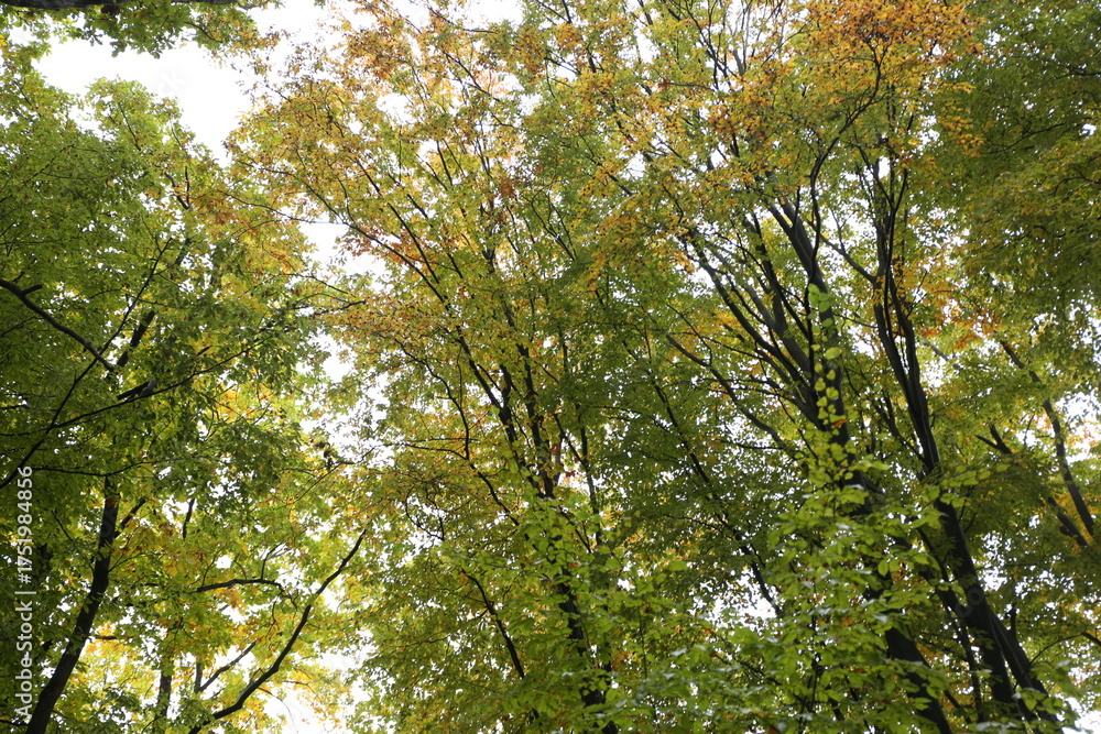 Fototapeta premium dense forest in rainy weather mushrooms 