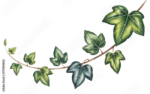 Elegant ivy vine illustration with lush green leaves, perfect for adding a touch of nature's beauty to design projects
