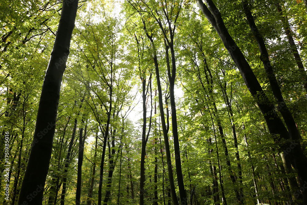 Fototapeta premium dense forest in rainy weather mushrooms 