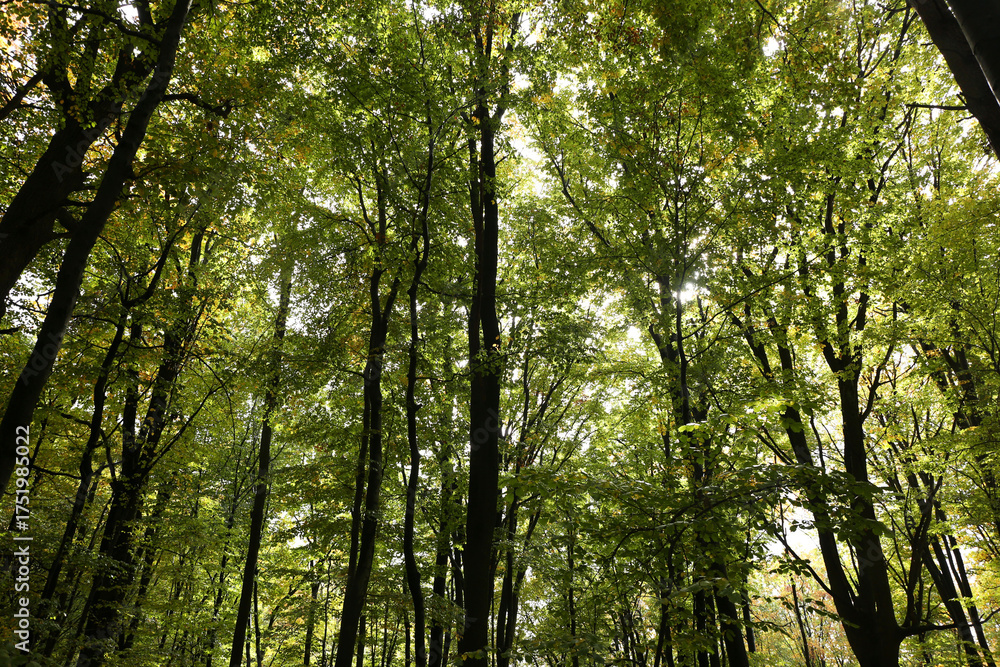 Fototapeta premium dense forest in rainy weather mushrooms