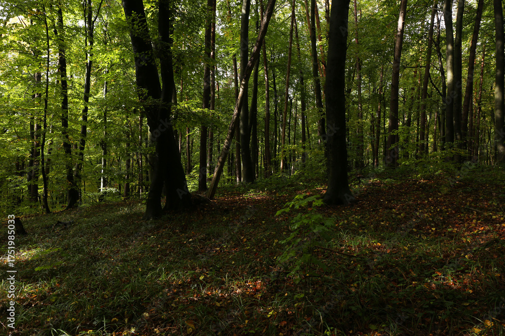 Obraz premium dense forest in rainy weather mushrooms 
