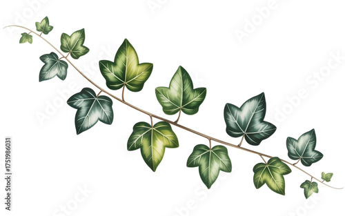 Elegant botanical illustration of vibrant ivy leaves on a textured branch, perfect for design projects with a natural touch
