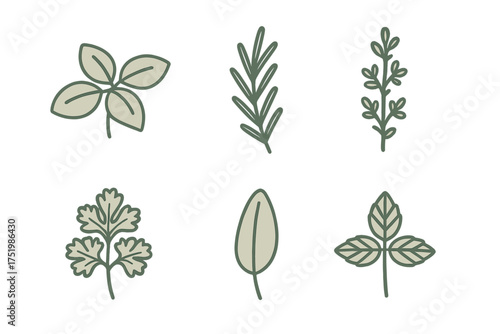 Simple hand drawn collection of various culinary herbs and spices leaves