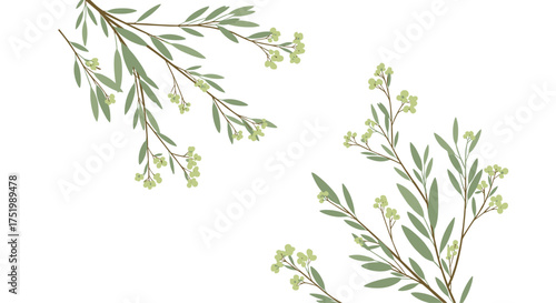 Delicate branches adorned with tiny green buds reach outward.