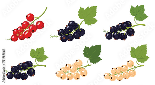 A variety of fresh red black and white currant berries on branches with green leaves.