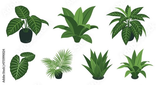 A collection of lush green indoor house plants for your home.