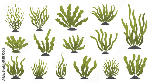 A collection of various types of green underwater plants.