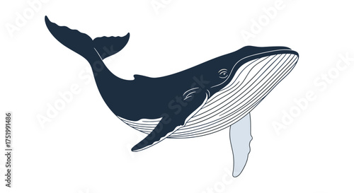 The majestic humpback whale gracefully swims through the deep blue ocean.